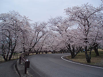 陽だまりの丘公園、桜並木トンネル