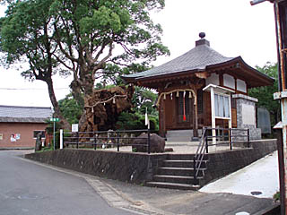 馬頭観音堂と楠